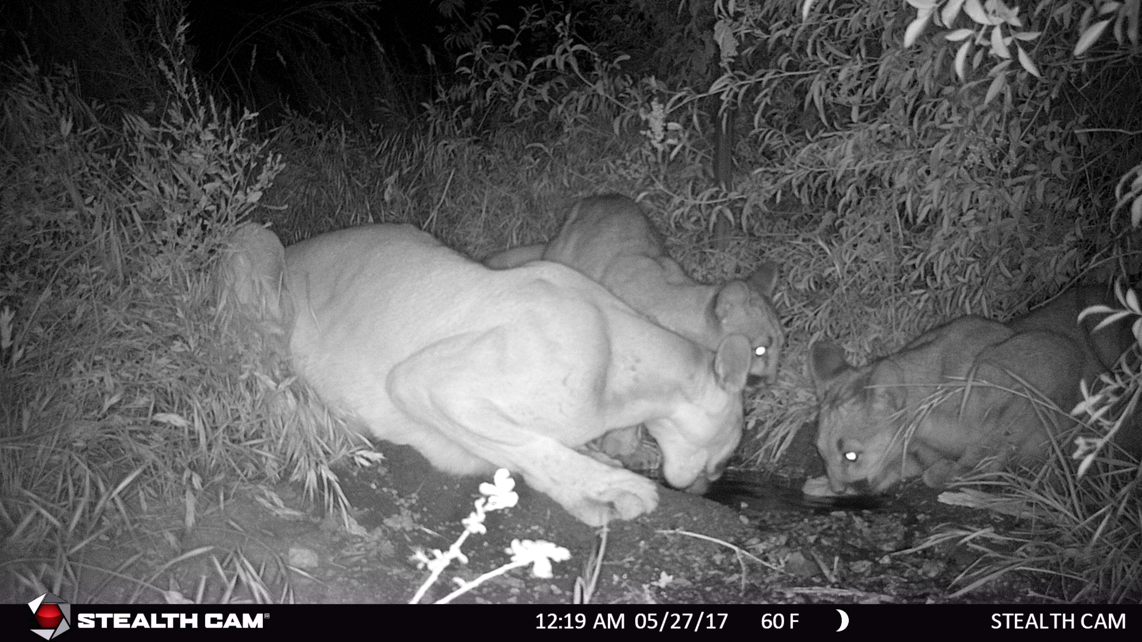 Mountain Lion